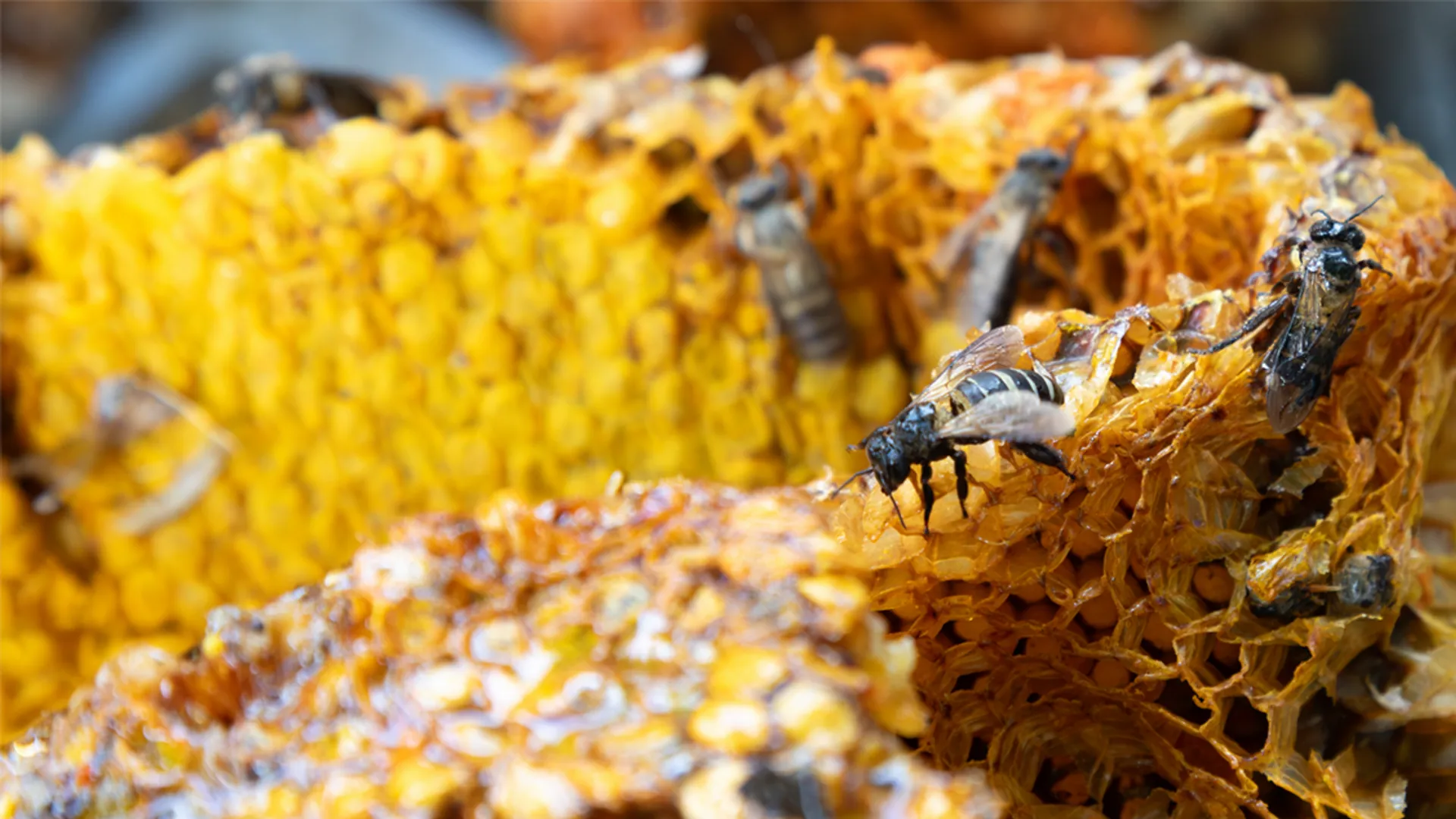 Honingraat met de Filippijnse reuzenbij