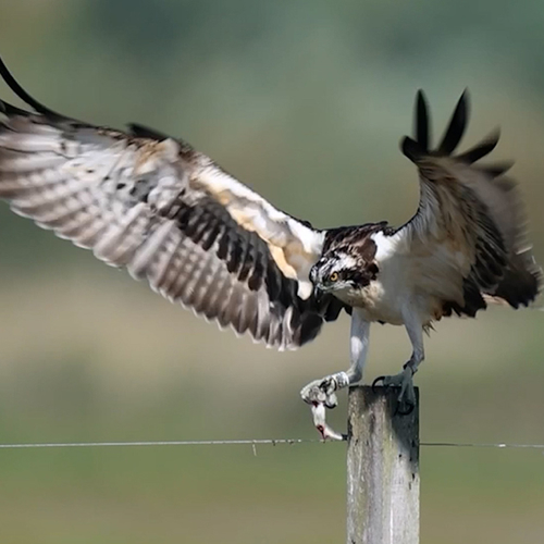 Visarend luncht op een instabiele plek