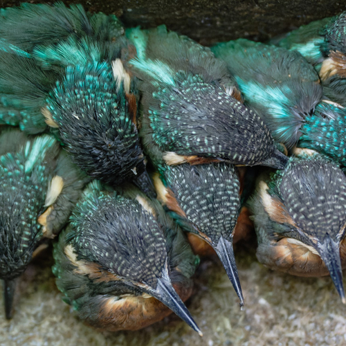 Afbeelding van Een nest met wel ACHT jonge ijsvogel