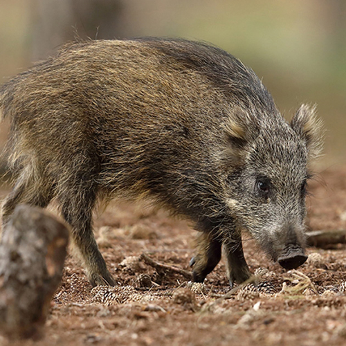 Afbeelding van Provincie Limburg roept op: help varkenspest voorkomen