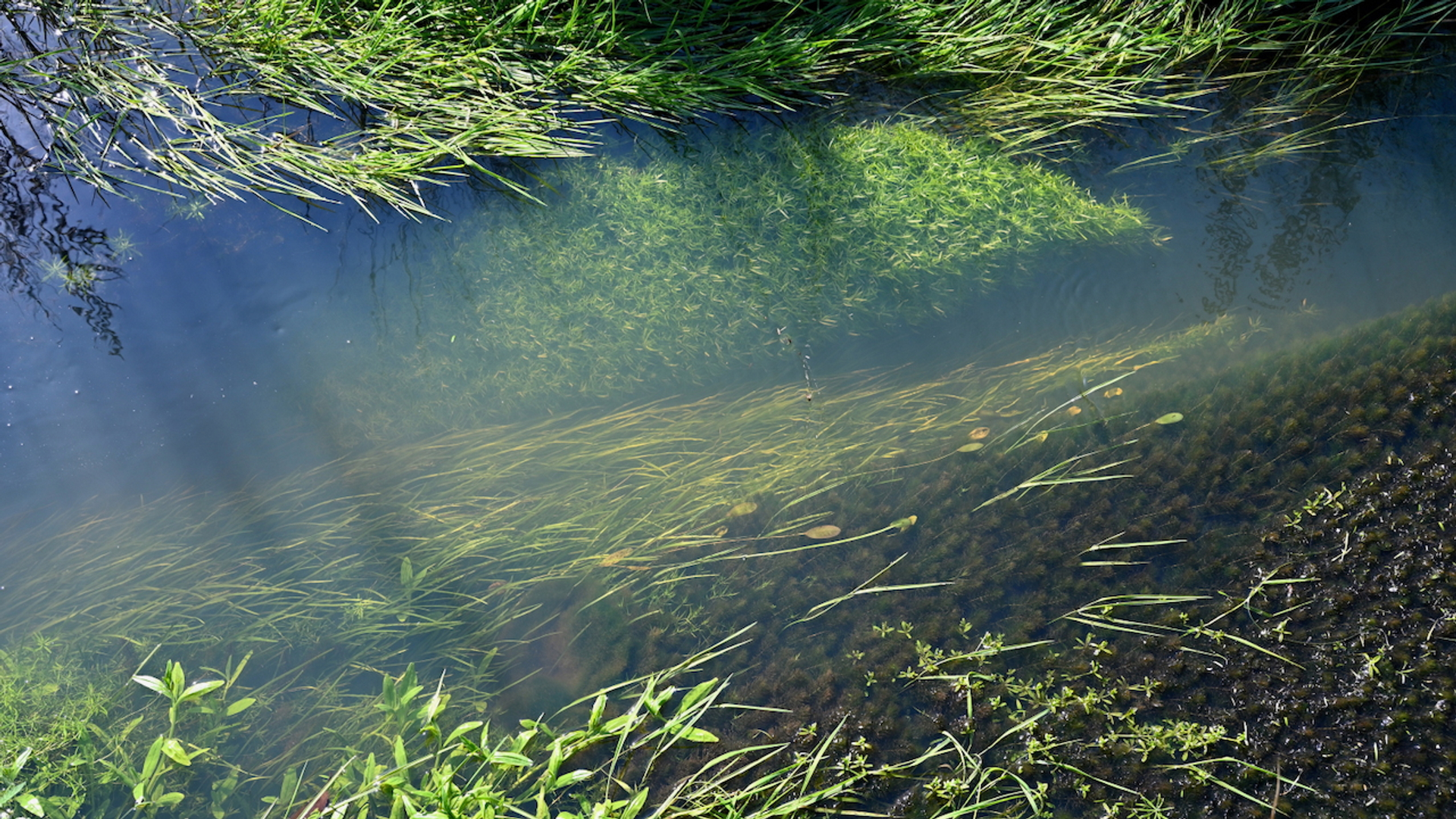 Waterplanten in stromende beek (c) Michiel Verhofstad - FLORON