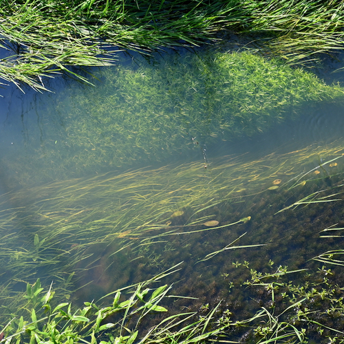 Paddenstoelen, Vlietweide, waterplanten en alle overige onderwerpen