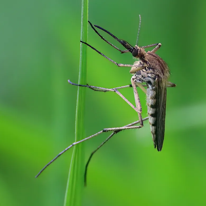 Afbeelding van Radio | 12 juli 2026 | Effect van AI, vliegende insecten en Tiny poel