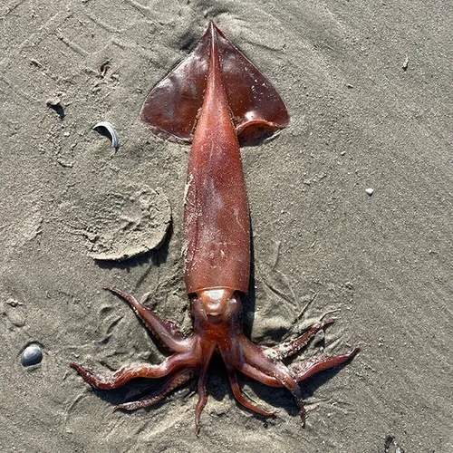 Afbeelding van Strandvondst: grote pijlinktvis spoelt aan op onze kustgebieden