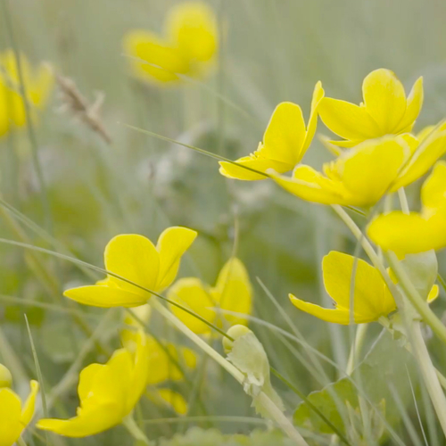 Afbeelding van Lint van gele dotterbloemen in stroomdal Oer-IJ