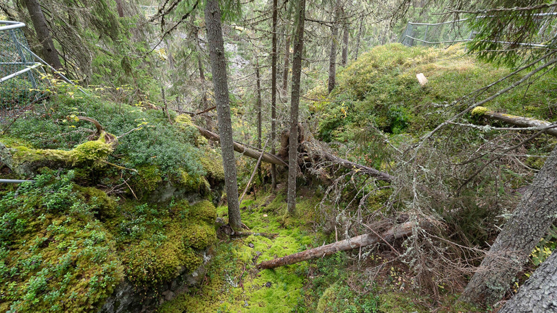 oerbos zweden