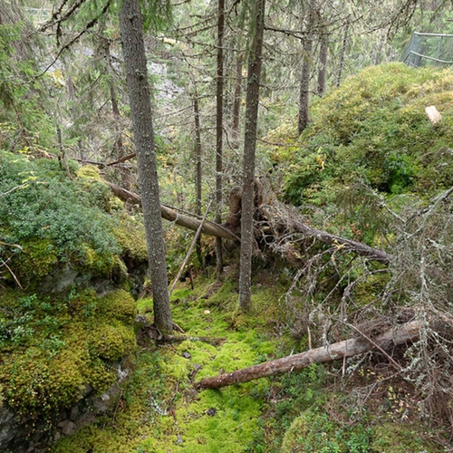 Afbeelding van Oerbossen kap in Finland en Zweden, WWF slaat alarm