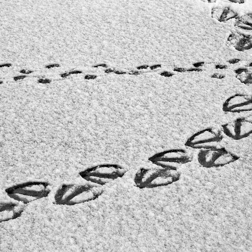 Afbeelding van Op pad met Menno: Spoorzoeken