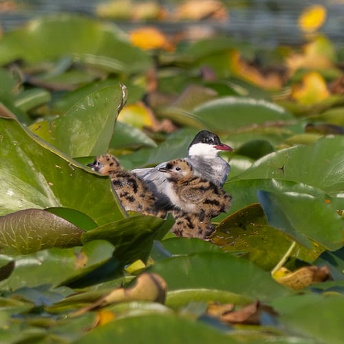 Afbeelding van Zeldzame witwangstern broedt nu ook in de Ankeveense Plassen