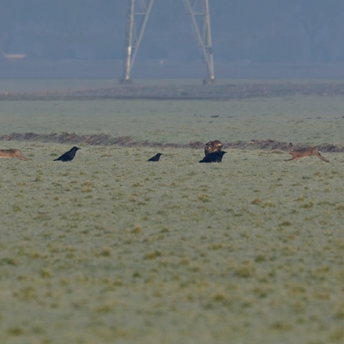 Afbeelding van Bijzonder tafereel van zeearend, raven, hazen en kraaien