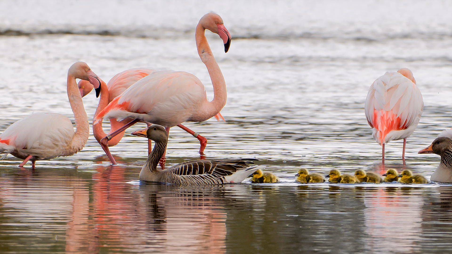 Flamingo Zwillbrocker Venn