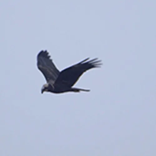 Afbeelding van Kiekendieven tellen bij zonsondergang aan Leekstermeer