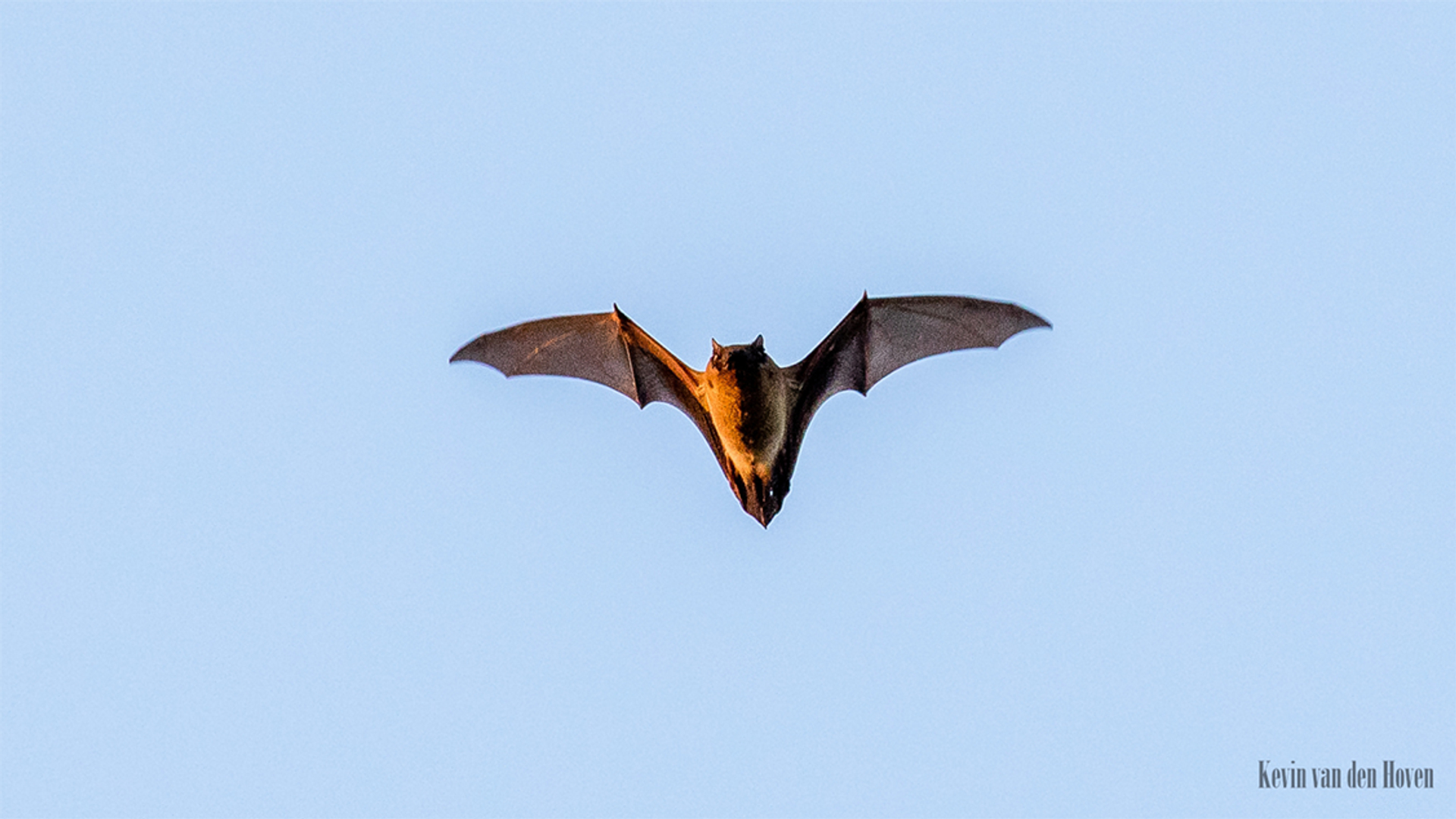 Afbeelding van Nacht van de vleermuis, vogeltrek en alle overige onderwerpen