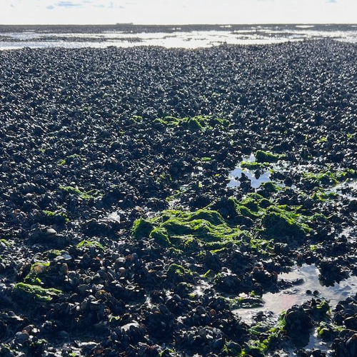 Spectaculair veel jonge mosselen in de Waddenzee