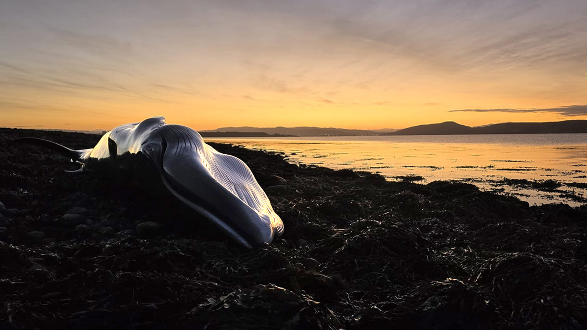 Gestrande walvissen aan Schotse kust worden grondig onderzocht