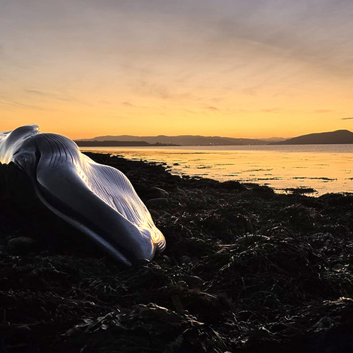 Afbeelding van Gestrande walvissen aan Schotse kust worden grondig onderzocht