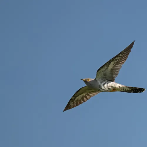 Afbeelding van Fenolijn 5 april 2026