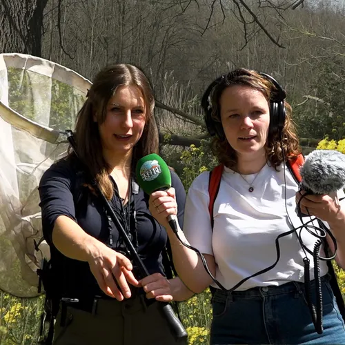 Afbeelding van Hommels in het voorjaar: zo houd je ze uit elkaar + filmpje