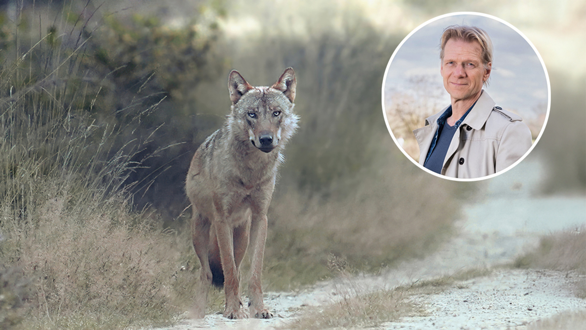 wolf_menno