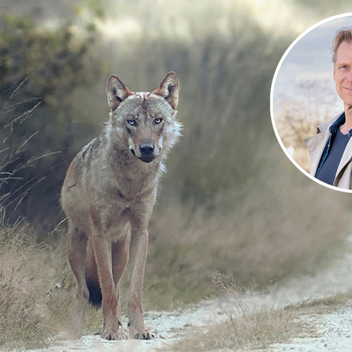 Menno oog in oog met roedel wolven | Start nieuw tv-seizoen Vroege Vogels