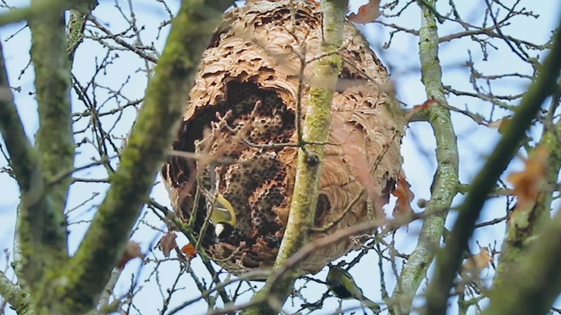 Koolmezen pikken verlaten nest van Aziatische hoornaar leeg