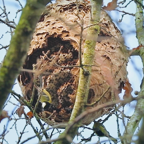 Afbeelding van Koolmezen pikken verlaten nest van Aziatische hoornaar leeg