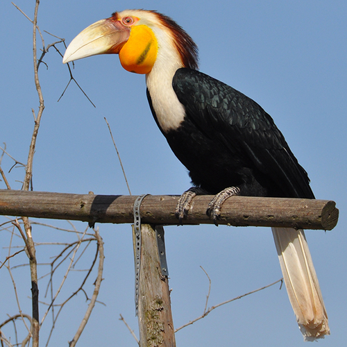 Afbeelding van Wereldwijd probleem: aantal vruchteneters steeds kleiner