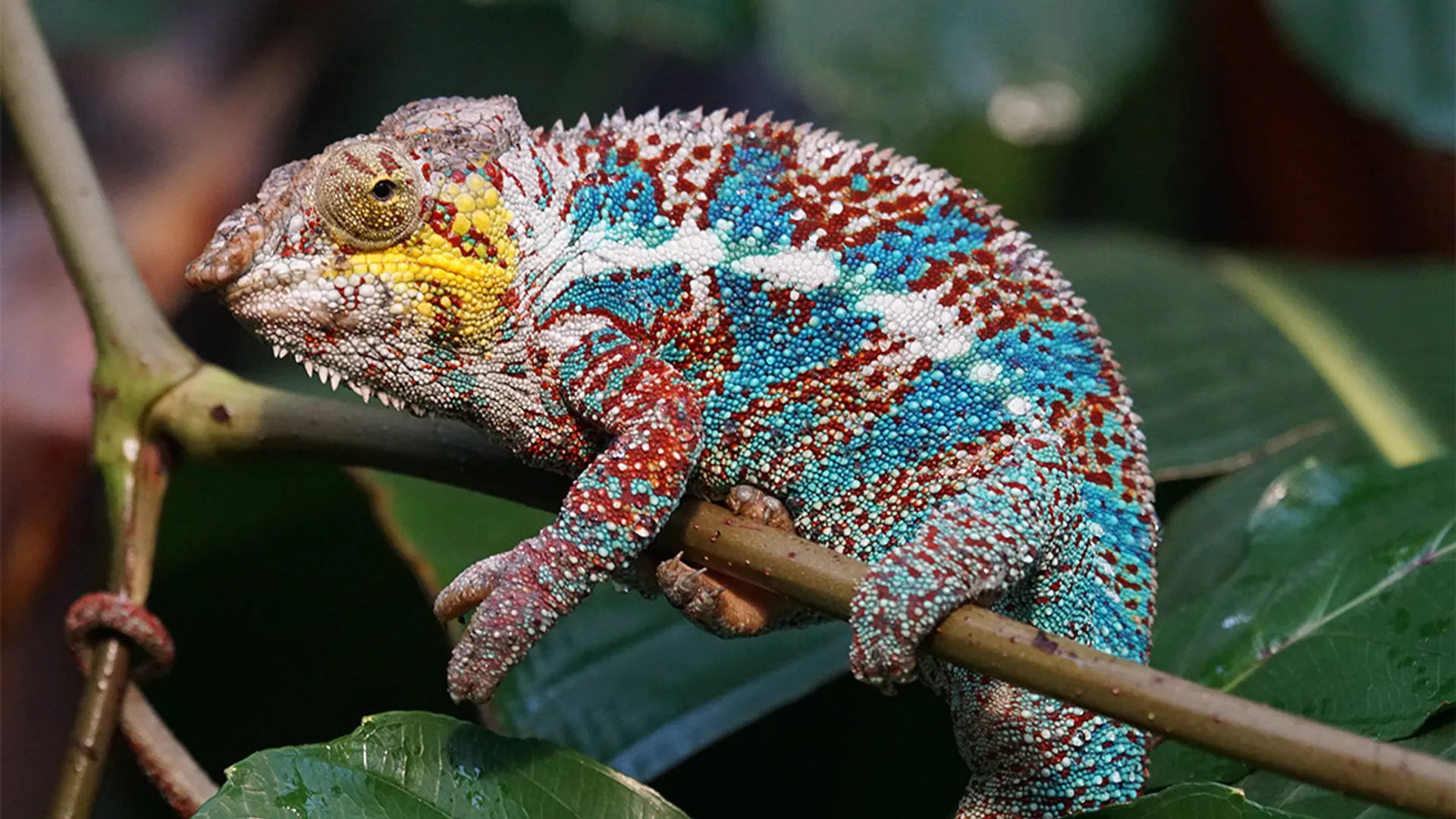 Reptiel
