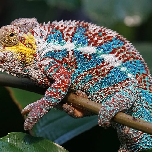 Afbeelding van Positieflijst reptielen: onderzoek naar huisdieren