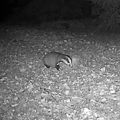 Dassen zijn druk in de weer met nestmateriaal