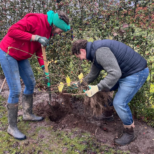 Afbeelding van Heggenfestijn op bedrijventerrein