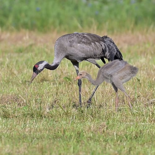 Afbeelding van Jonge kraanvogels op stap met de ouders