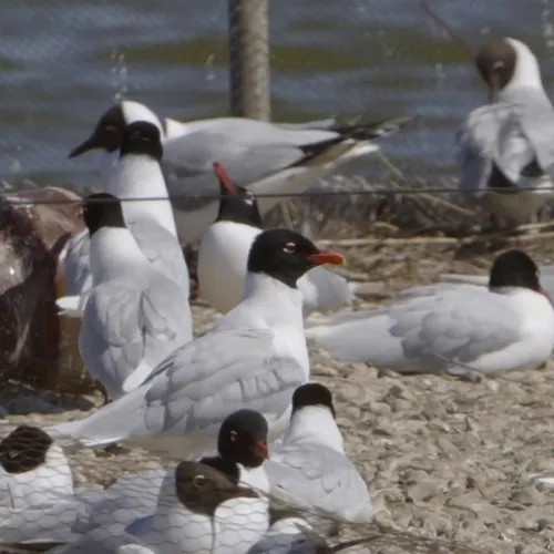 Afbeelding van Nieuwkomer zwartkopmeeuw pikt Zeeuws eiland in