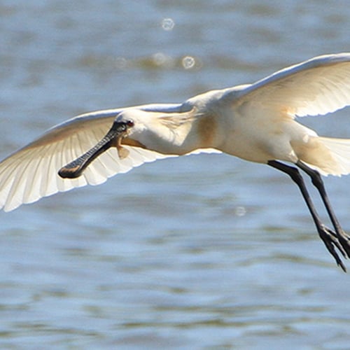 Afbeelding van Het culturele trekgedrag van lepelaars