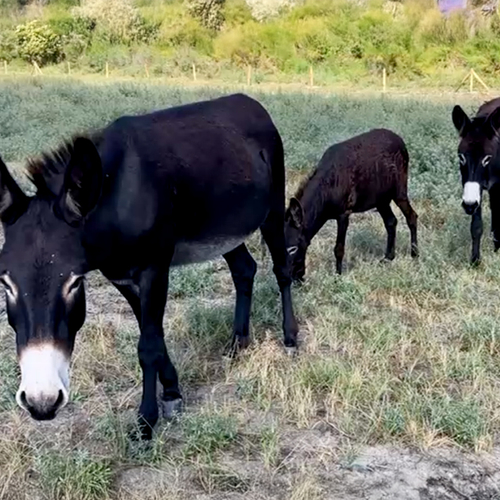 Afbeelding van Ezels als grazers in de Rotterdamse haven