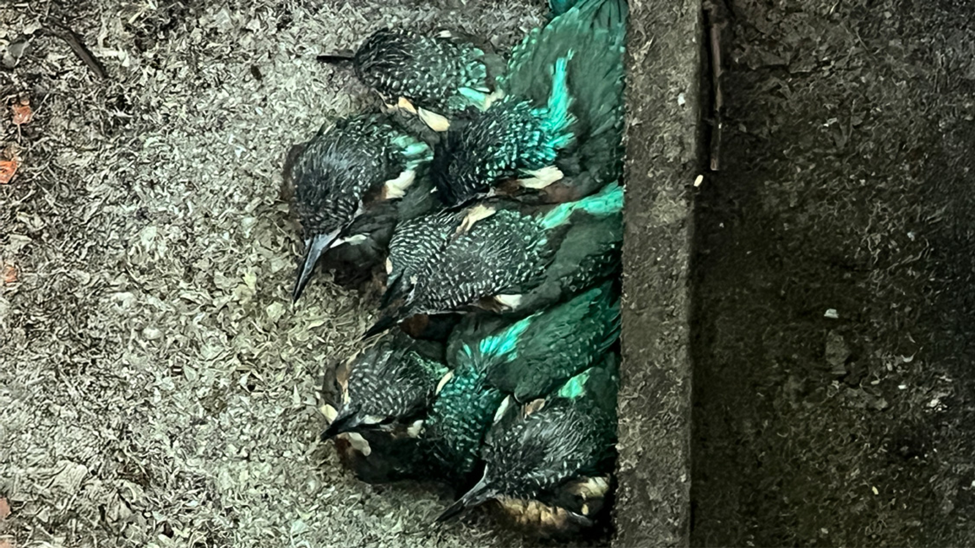 Ijsvogeljongen