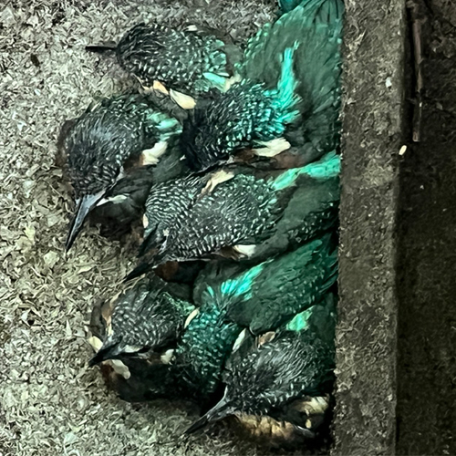 Afbeelding van Een nest met wel ACHT jonge ijsvogel