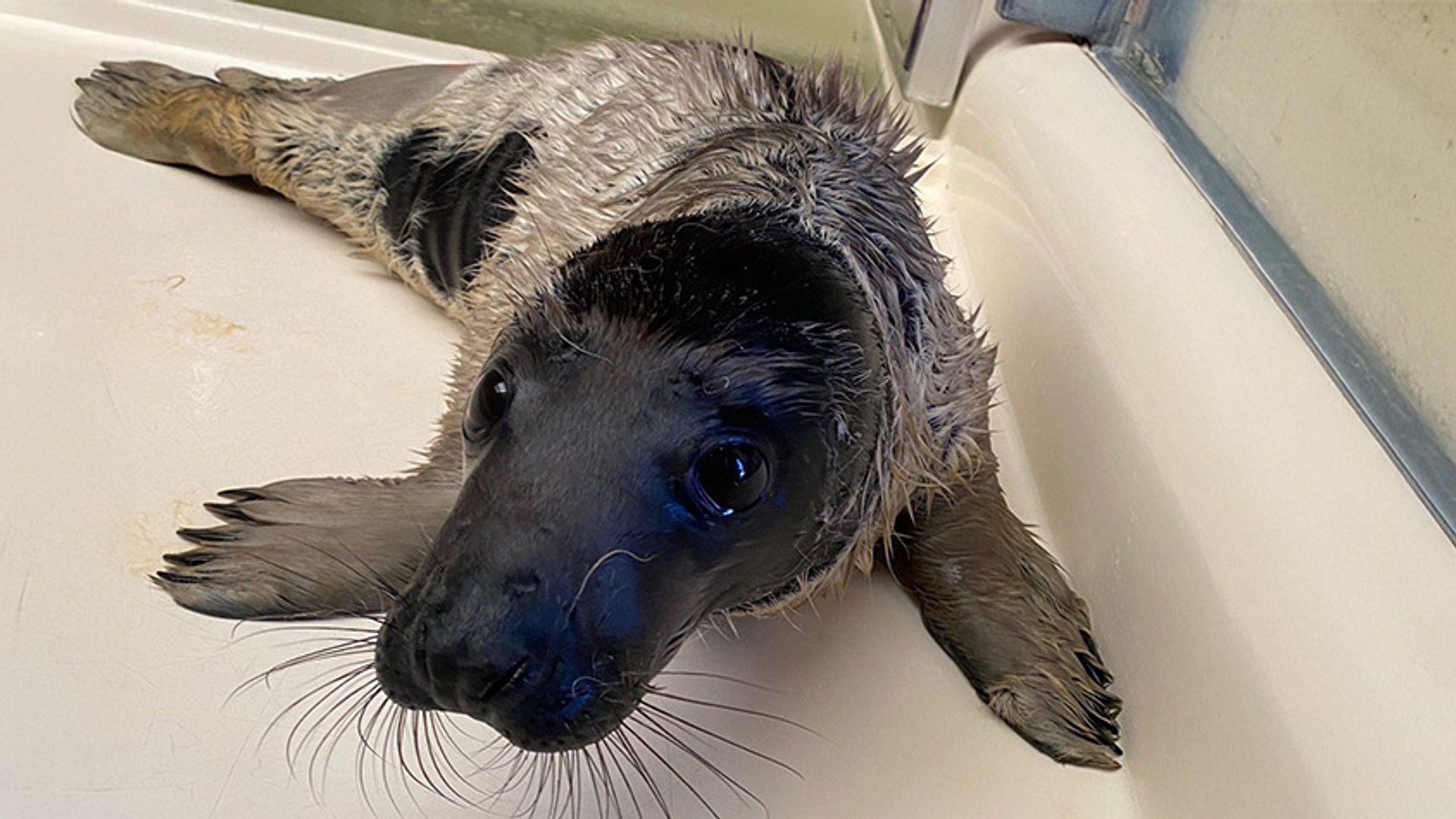 grijze zeehondenpup met melanisme