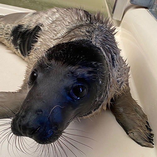 Afbeelding van Zeldzame zwarte zeehondenpup in Pieterburen