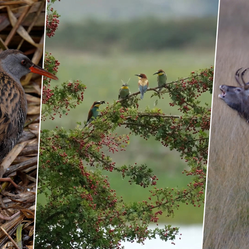 Bijeneters, zwemmende kompaskwal en waterral