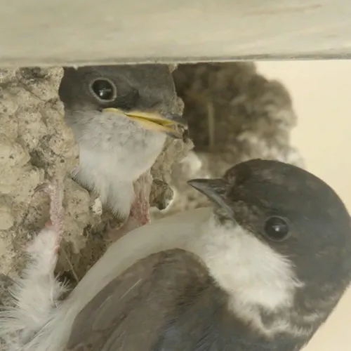 Afbeelding van Nijmeegse huiszwaluwenkolonie is de grootste van Nederland