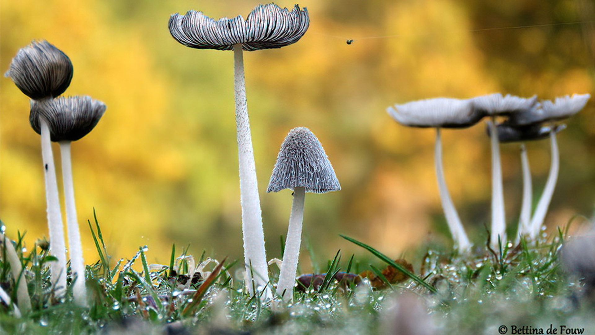 artikel paddenstoelen