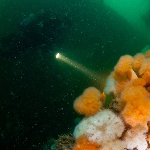 Afbeelding van Rechtszaak over reservaten Noordzee zet bescherming op scherp