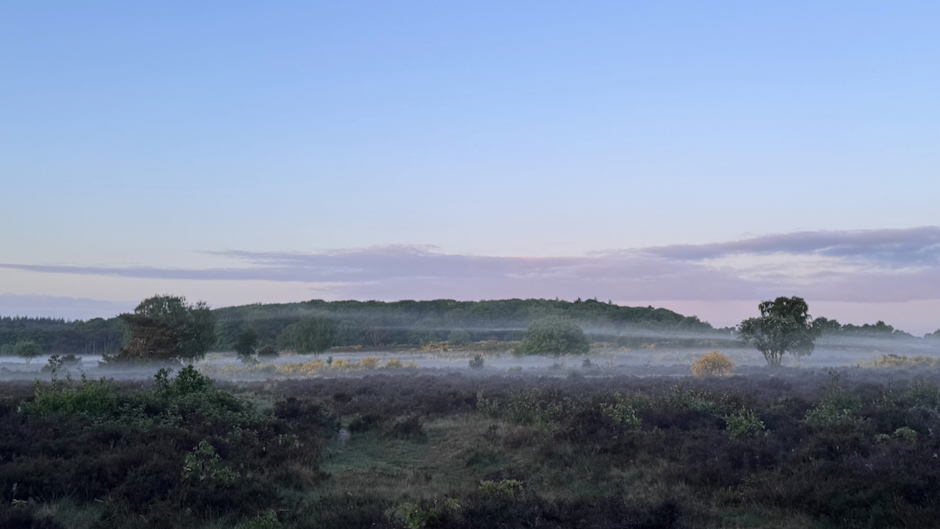 Hoorneboegse heide (c) Rob Buiter