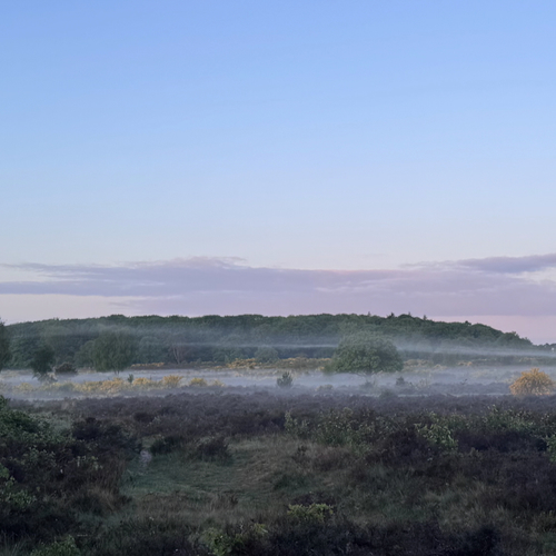 Afbeelding van Vroege vogelzang op de heide | Nationaal Vogelconcert #3