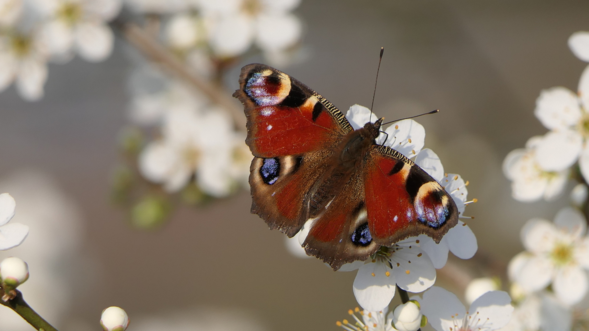 druk-bezocht_67cf1e3bb7814_large