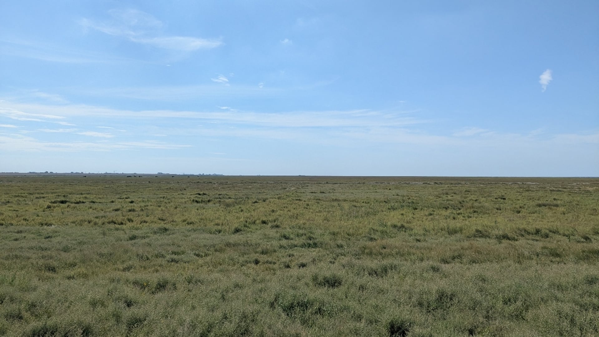 Kwelders zijn echte Nederlandse oernatuur