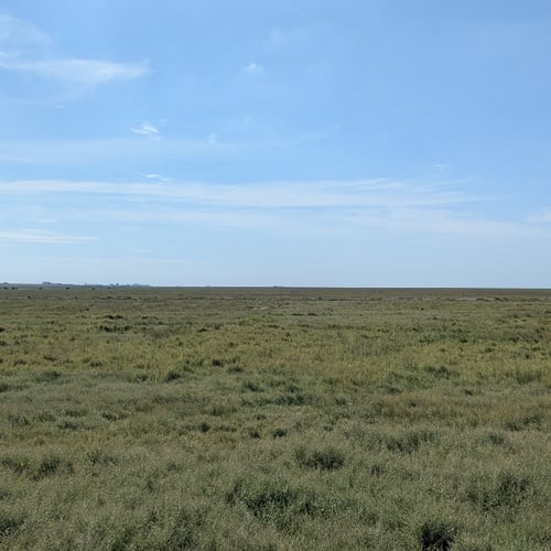 Afbeelding van Kwelders zijn echte Nederlandse oernatuur