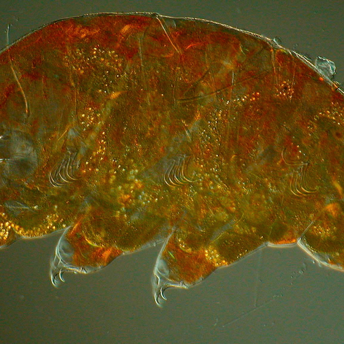 Nieuwe beerdiertjes, de klimaatgeneraal en andere onderwerpen