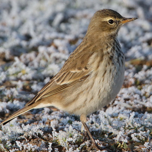De waterpieper trekt tegen de richting in
